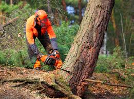 How Our Tree Care Process Works  in  Wedgefield, SC